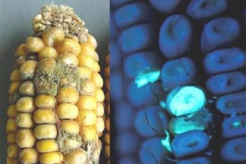 Dầu ăn và các loại hạt ôi thiu. Do ảnh hưởng của tia cực tím mà các loại chất béo trong dầu ăn, các loại hạt sẽ xảy ra phản ứng oxy hóa tạo thành phân tử nhỏ andehit, gây mùi khó chịu. Ăn vào sẽ buồn nôn, đau bụng, tiêu chảy, tiêu thụ lâu ngày có thể gây ung thư.