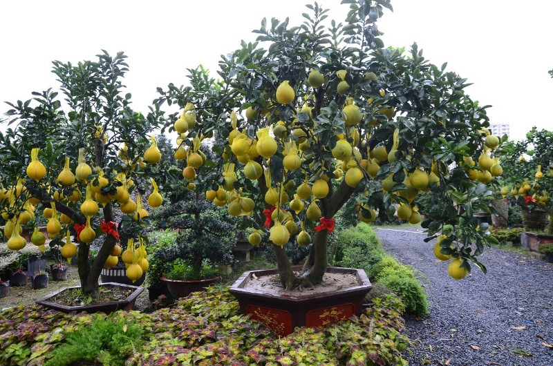 "Các loại cây có giá từ 40 đến 65 triệu được khách đặt rất nhiều, từ nay đến giữa tháng 12 âm lịch, tôi sẽ tiếp tục nhập hàng trăm cây về để giao cho khách", ông Tân cho biết.