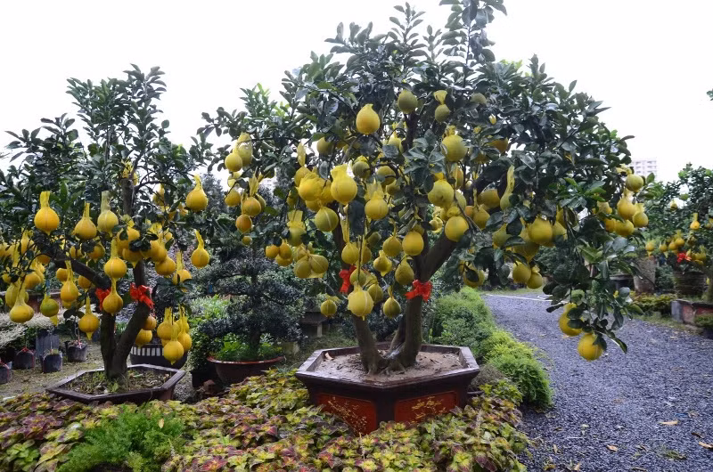 "Các loại cây có giá từ 40 đến 65 triệu được khách đặt rất nhiều, từ nay đến giữa tháng 12 âm lịch, tôi sẽ tiếp tục nhập hàng trăm cây về để giao cho khách", ông Tân cho biết.