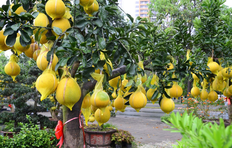 Ông Minh Tân, chủ cửa hàng kiểng trên đại lộ Mai Chí Thọ, phường An Phú, quận 2, TP HCM cho biết: "Năm nào cũng vậy, khi Tết còn cách 30 ngày, tôi đã nhập hàng trăm cây bưởi, mỗi cây có gần 100 trái, với giá dao động từ vài triệu đến hàng chục triệu/cây về bán".