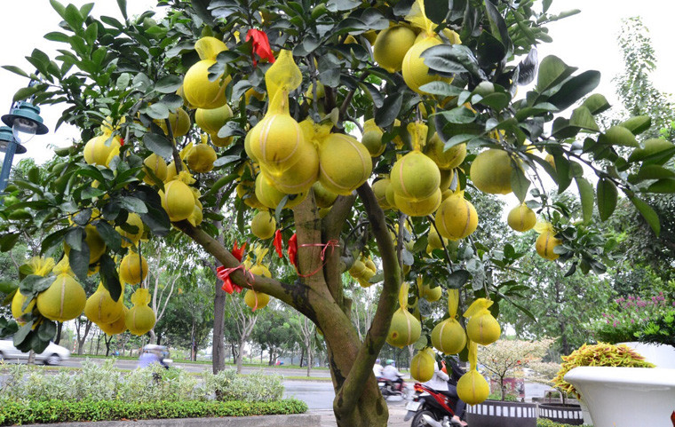 Cây bưởi Diễn này trên đại lộ Mai Chí Thọ, quận 2, TP HCM đã được bán với giá 65 triệu đồng.