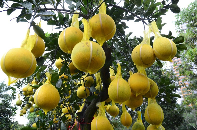 Theo chủ vườn kiểng thì với tình hình này, những ngày tới sẽ tiếp tục nhập thêm hàng để phục vụ khách.