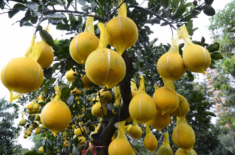 Theo chủ vườn kiểng thì với tình hình này, những ngày tới sẽ tiếp tục nhập thêm hàng để phục vụ khách.