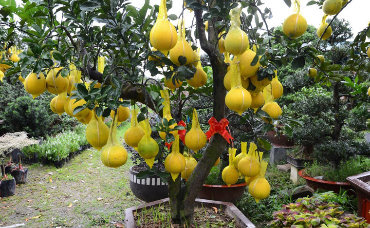 Theo đó, loại cây nhỏ nhất tại đây có giá bán khoảng 8 triệu đồng/cây và loại lớn dao động 50 đến 65 triệu đồng/cây với chiều cao khoảng 2-4m.