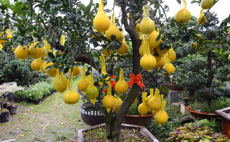 Theo đó, loại cây nhỏ nhất tại đây có giá bán khoảng 8 triệu đồng/cây và loại lớn dao động 50 đến 65 triệu đồng/cây với chiều cao khoảng 2-4m.