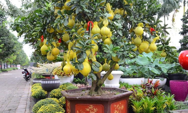 Được biết, đây là giống bưởi Diễn có xuất xứ từ Hưng Yên, Hà Nội...đã được nhiều chủ vườn ở miền Nam nhập về bày bán trong dịp Tết sắp tới.