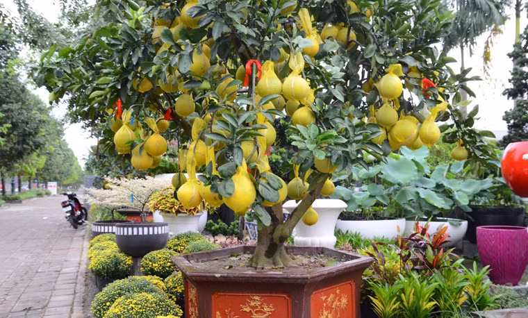 Được biết, đây là giống bưởi Diễn có xuất xứ từ Hưng Yên, Hà Nội...đã được nhiều chủ vườn ở miền Nam nhập về bày bán trong dịp Tết sắp tới.