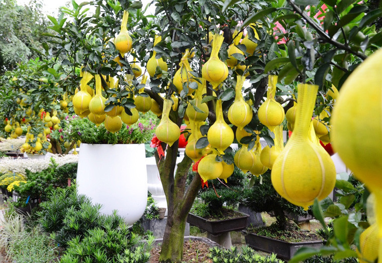 Theo ông Tân, hiện tại lượng khách đến mua khá nhiều.