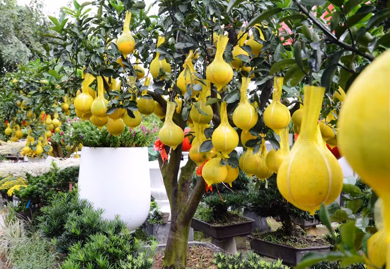 Theo ông Tân, hiện tại lượng khách đến mua khá nhiều.