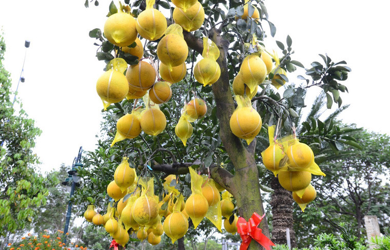 Cận cảnh cây bưởi có giá gần 70 triệu đồng với hàng trăm trái vàng ươm bao phủ từ gốc lên ngọn.