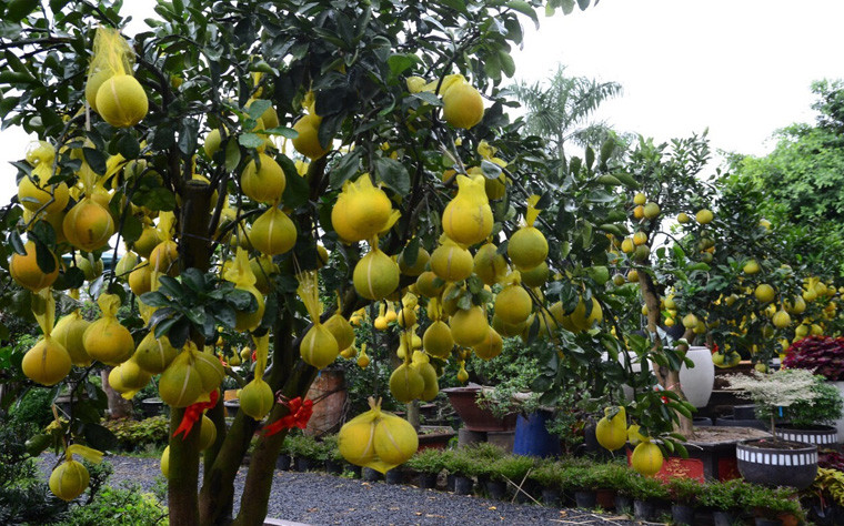 Người qua lại trên đại lộ Mai Chí Thọ, TP HCM vô cùng thích thú, cảm giác Tết đang đến rất gần khi ngắm nhìn vườn bưởi Diễn Hưng Yên "Nam tiến".