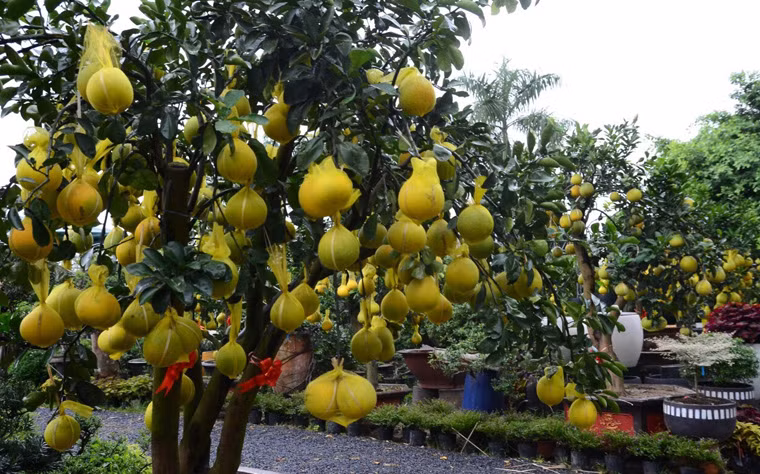 Người qua lại trên đại lộ Mai Chí Thọ, TP HCM vô cùng thích thú, cảm giác Tết đang đến rất gần khi ngắm nhìn vườn bưởi Diễn Hưng Yên "Nam tiến".