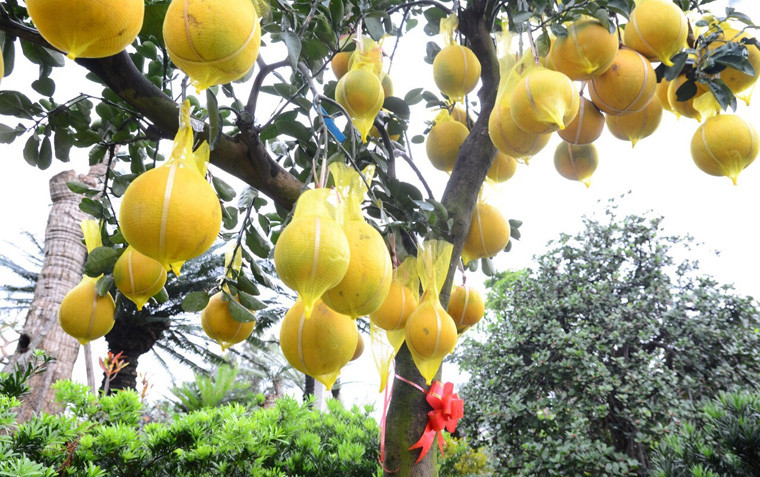 Theo ông Tân, có nhiều loại bưởi được trưng bày, tùy theo kích thước và lượng trái mà giá mỗi cây mỗi khác.