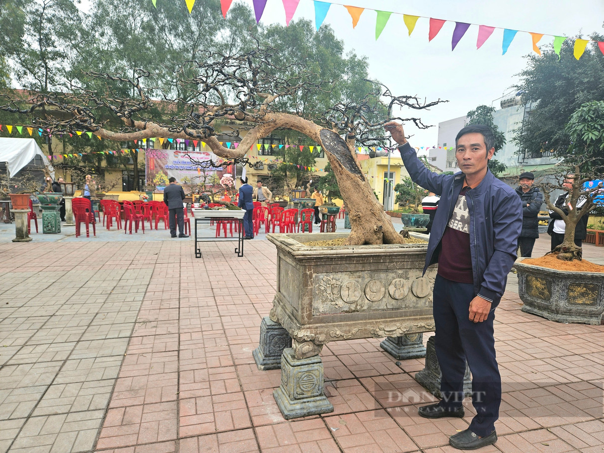 Cây mai vàng cổ thụ gần 100 tuổi, trả 500 triệu chưa bán Cay mai vang co thu gan 100 tuoi, tra 500 trieu chua ban