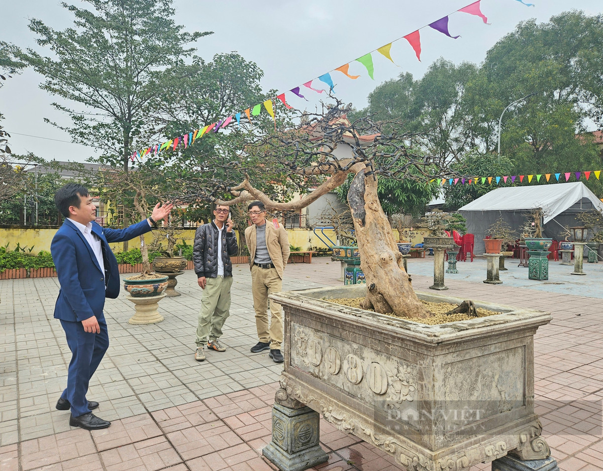 Cây mai vàng cổ thụ gần 100 tuổi, trả 500 triệu chưa bán - Hình 4 Cay mai vang co thu gan 100 tuoi, tra 500 trieu chua ban-Hinh-4