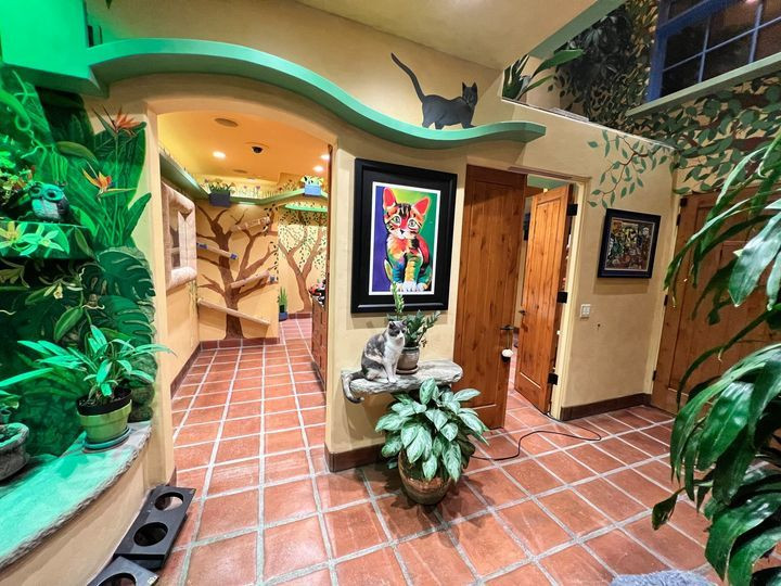 Tron mat voi can nha doc nhat vo nhi danh rieng cho meo-Hinh-3