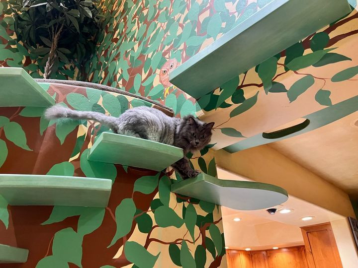 Tron mat voi can nha doc nhat vo nhi danh rieng cho meo-Hinh-2