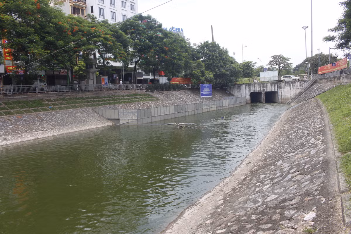 Màu xanh biếc hiếm thấy của dòng Tô Lịch.