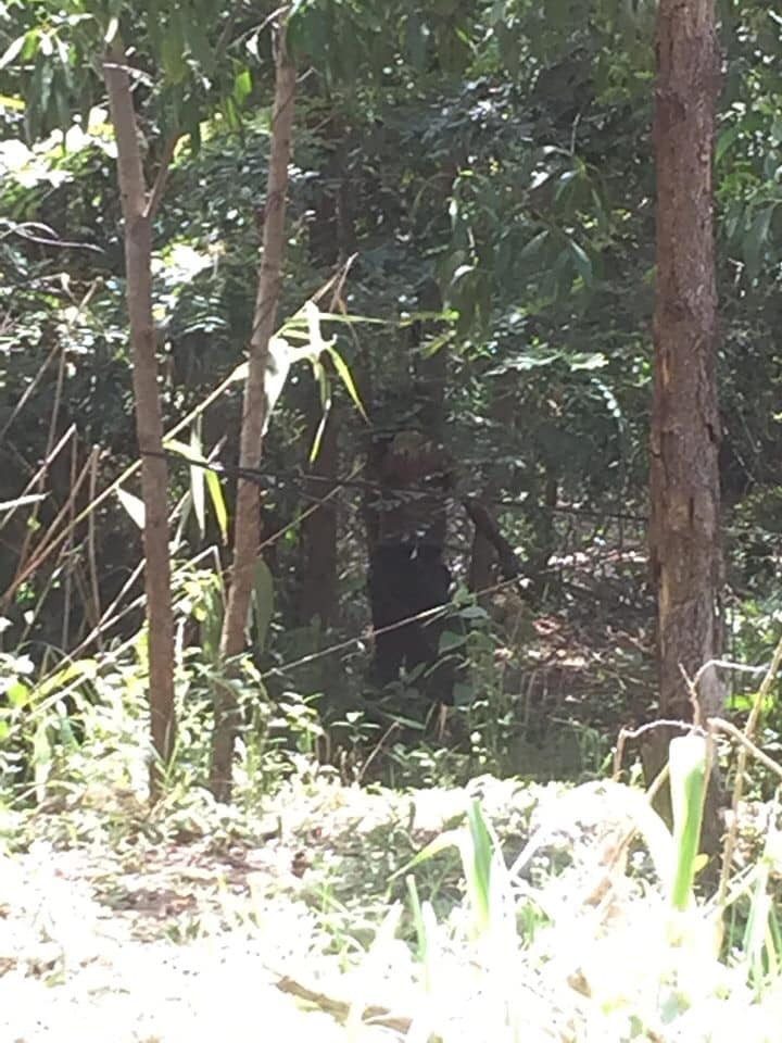 Phát hiện thi thể người đàn ông đang phân hủy giữa rừng Phat hien thi the nguoi dan ong dang phan huy giua rung