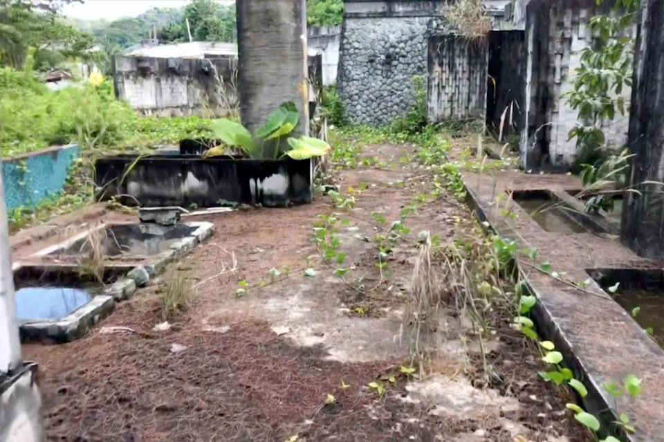 Cây cối mọc um tùm trong khu nghỉ dưỡng King View.