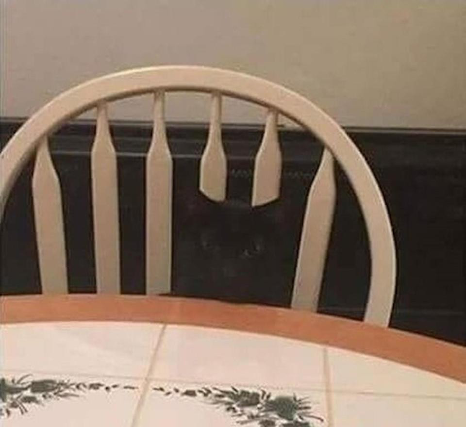 Chú mèo đen vô tình "làm hỏng" chiếc ghế.