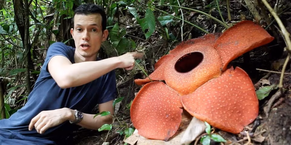 Rfflesia là loài hoa nổi tiếng nhất ở Malaysia có kích thước lớn nhất thế giới. Ngoài ra, Rafflesia còn nổi tiếng bởi nó bốc mùi kinh dị như "xác chết". Ảnh: BI.