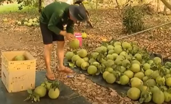 Ba Ria - Vung Tau: Nong dan phan khoi thu hoach buoi Tet