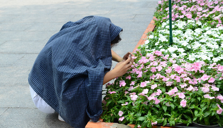 Trùm áo chống nắng...ngắm hoa