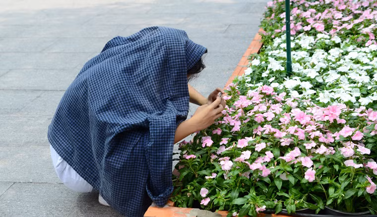 Trùm áo chống nắng...ngắm hoa