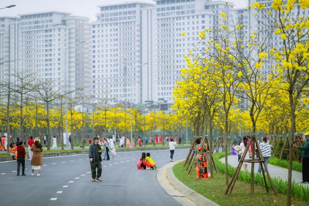 Những ngày đầu xuân, dọc đất nước Việt Nam ngập tràn trong sắc hoa bung nở khiến những đôi chân đam mê xê dịch đứng ngồi không yên. Tại Hà Nội những hàng cây hoa phong linh bung nở vàng rực một góc trời ai cũng mê mẩn ngắm nhìn.