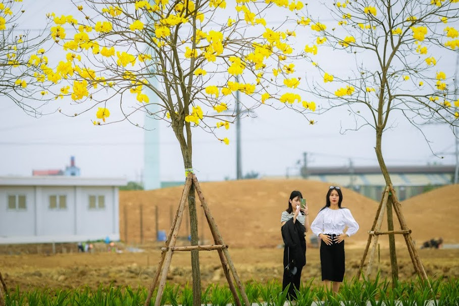 Mỗi mùa, Hà Nội lại đẹp một vẻ rất riêng. Đầu năm mới, khi thời tiết còn pha trộn gió lạnh và chút nắng hanh hao, ngoài hoa sưa, hoa anh đào, hoa ban thì hoa phong linh vàng rực cũng là một điểm nhấn.