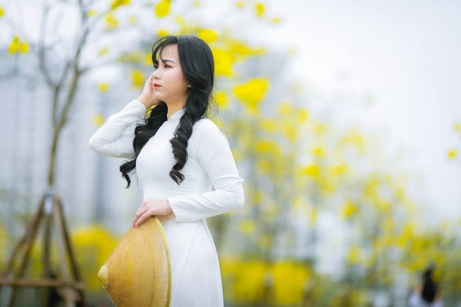 Cây phong linh hay còn gọi là phong linh vàng là loại cây được các công trình lớn lựa chọn trồng. Phong linh thường được trồng tại sân vườn, khu đô thị, công trình, khách sạn,…