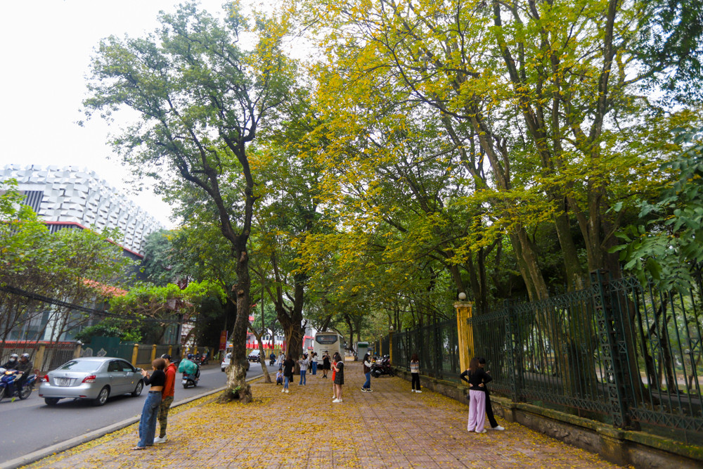 Hà Nội những ngày cuối tuần đã khô ráo, kết thúc quãng thời gian nồm ẩm. Không khí cũng dịu mát, không còn lạnh lẽo, thích hợp để ra khỏi nhà dạo chơi và chụp ảnh bên hàng cây lá vàng đẹp lãng mạn.