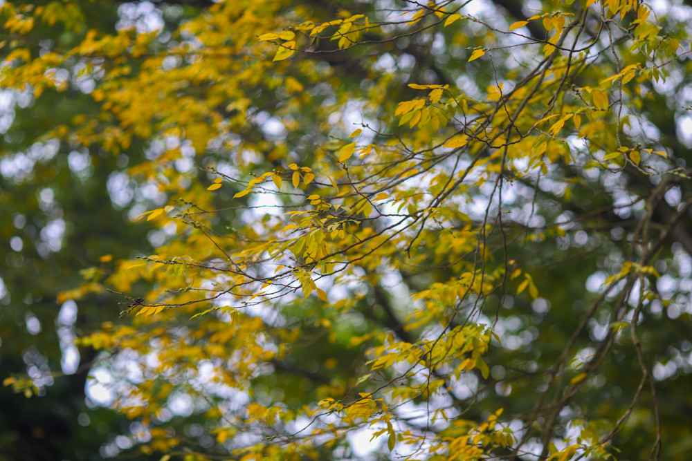 Bức tranh màu sắc mùa xuân của Hà Nội thể hiện trên từng tán lá cây đủ màu sắc đen xen, tạo nên khung cảnh được đánh giá đẹp không khác gì Hàn Quốc.