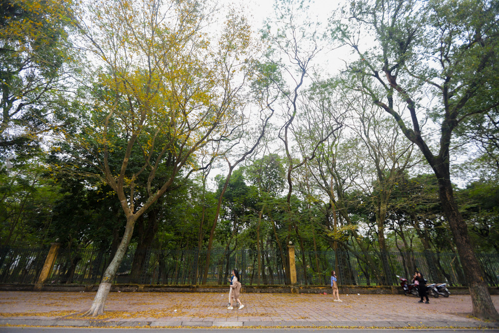 Thời điểm này khi Hà Nội mùa thay lá, trên con đường Hoàng Hoa Thám đã rải lên tấm thảm vàng của lá khô, hút giới trẻ đến check in dịp cuối tuần.