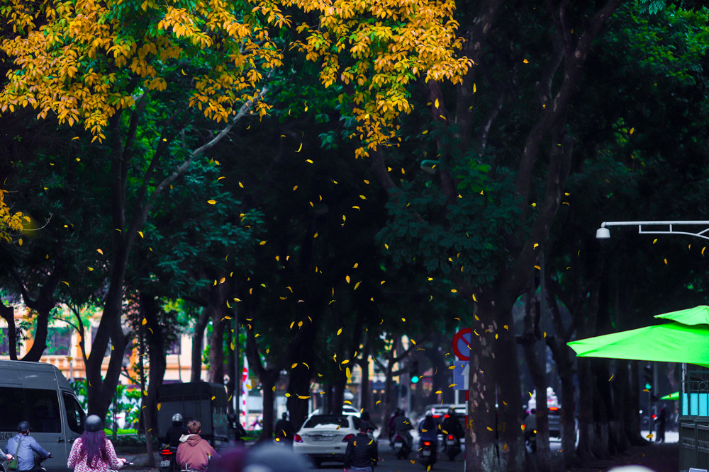 Nhiều gia đình đưa con cái tới để chụp ảnh bên những hàng cây sưa, sấu đang đỏ lá vàng.