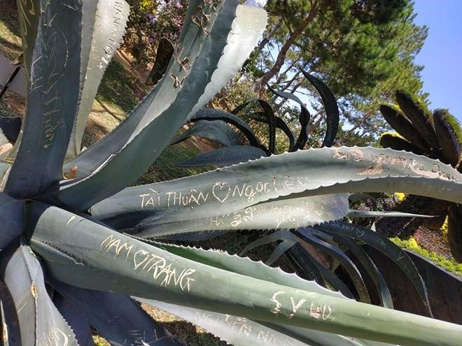 Những thân cây ở Thung lũng tình yêu Đà Lạt từng bị khắc chi chít chữ. Nội dung chủ yếu vẫn là những câu từ mùi mẫn như "Nam yêu Trang" hay "Tài Thuận yêu Ngọc"... Hành động vô ý thức ở những điểm du lịch này không mới nhưng mỗi lần xuất hiện đều khiến nhiều người bức xúc.