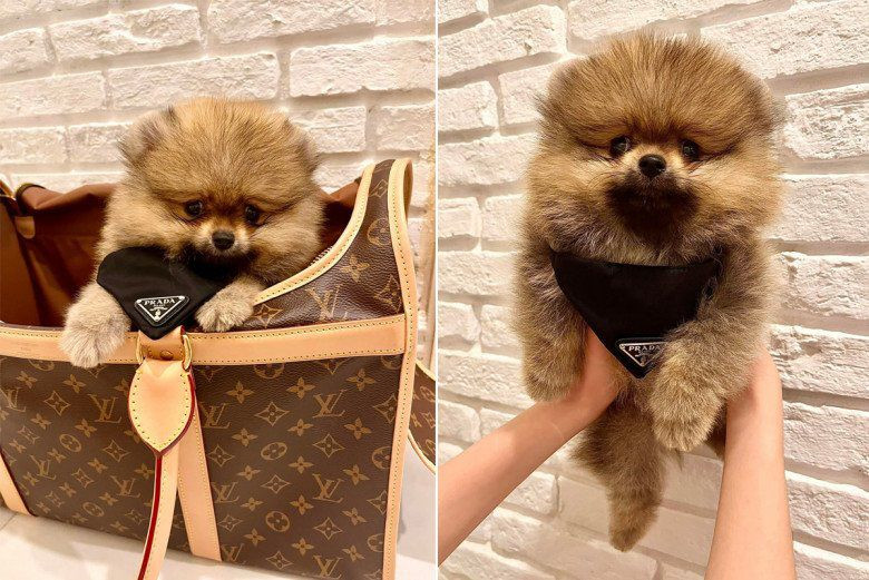 Cũng có lần, Đoàn Di Băng chứng minh độ chịu chơi của mình khi bỏ ra trăm triệu để tậu về chiếc túi Louis Vuitton chỉ để đựng thú cưng.