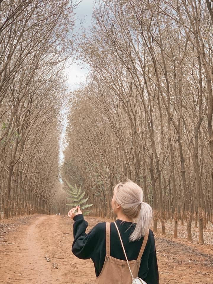 Rung cao su Gia Lai co gi dac sac khien gioi tre tram tro?