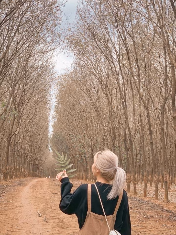 Rừng cao su Gia Lai có gì đặc sắc khiến giới trẻ trầm trồ? Rung cao su Gia Lai co gi dac sac khien gioi tre tram tro?