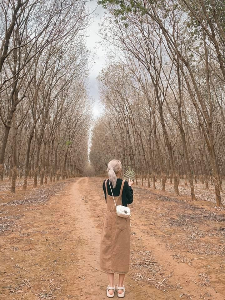 Khung cảnh cả hàng cây khô, trụi lá mặc dù không còn màu xanh mướt thế nhưng lại là địa điểm check in Gia Lai được nhiều bạn trẻ thích thú. Ảnh: Review Pleiku Gia lai