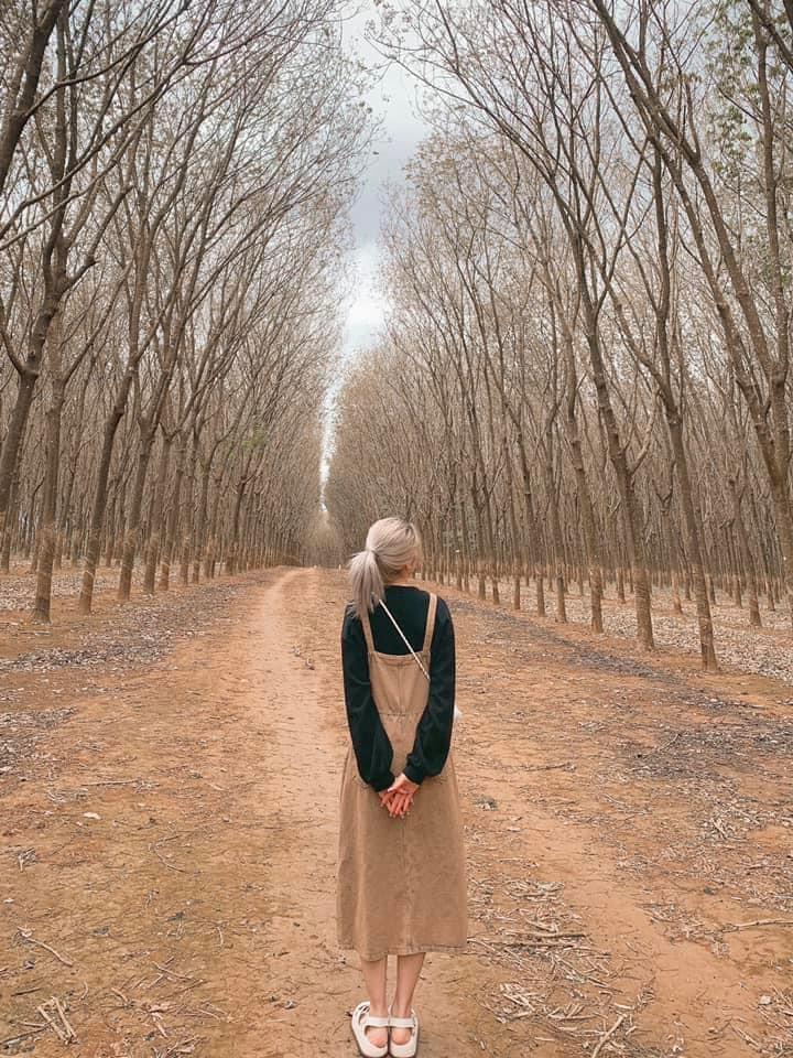 Thời điểm được cho là thích hợp nhất để “săn ảnh” tại các rừng cao su Gia Lai là khi sương sớm đã tan, nắng lên xuyên qua những tán cao su ngả nghiêng. Ảnh: Review Pleiku Gia lai