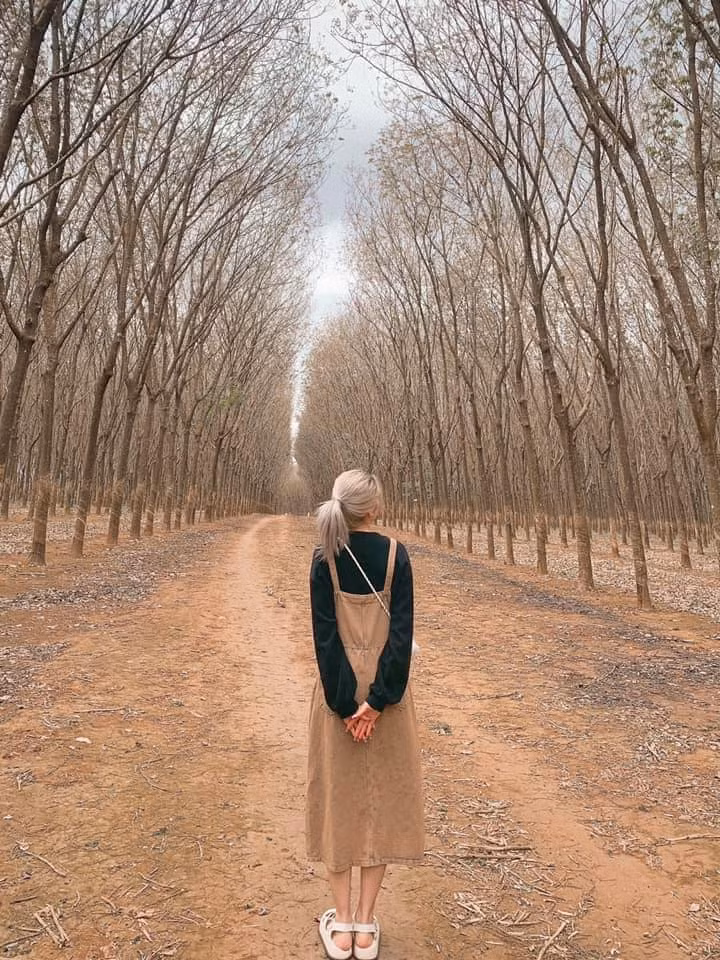 Thời điểm được cho là thích hợp nhất để “săn ảnh” tại các rừng cao su Gia Lai là khi sương sớm đã tan, nắng lên xuyên qua những tán cao su ngả nghiêng. Ảnh: Review Pleiku Gia lai