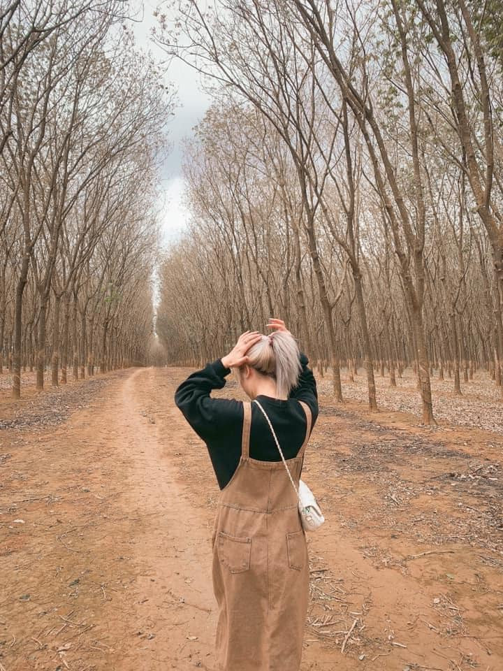 Nếu may mắn, bạn có thể bắt được khoảnh khắc mờ ảo của những vệt khói trong mùa đốt lá để vệ sinh vườn cao su. Ảnh: Review Pleiku Gia lai