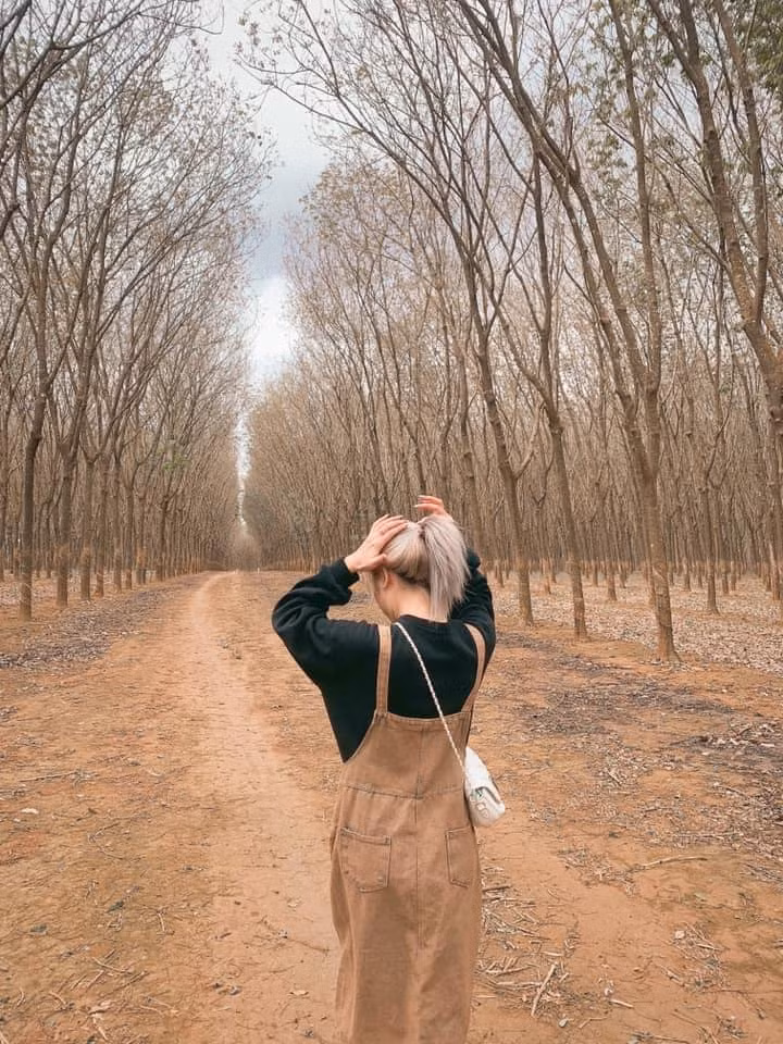 Nếu may mắn, bạn có thể bắt được khoảnh khắc mờ ảo của những vệt khói trong mùa đốt lá để vệ sinh vườn cao su. Ảnh: Review Pleiku Gia lai