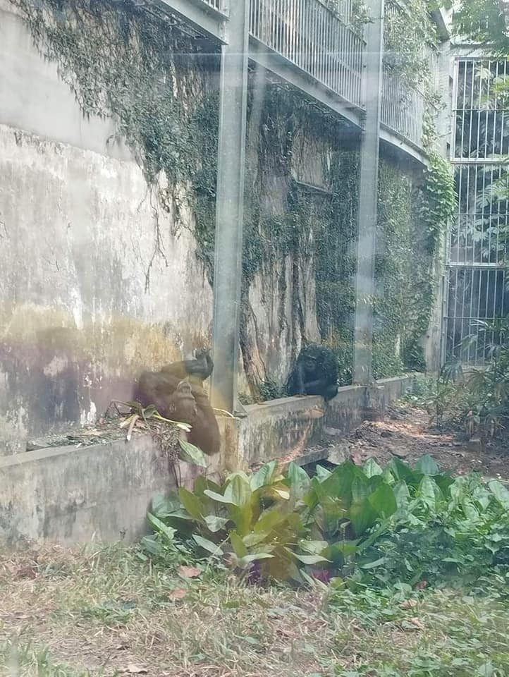 Thế nhưng mới đây loạt khoảnh khắc khi du khách ghé thăm đó chính là các loài hổ, sư tử, gấu… trong Thảo Cầm Viên đều ngủ say “vắt lưỡi” làm nhiều người không khỏi thích thú.