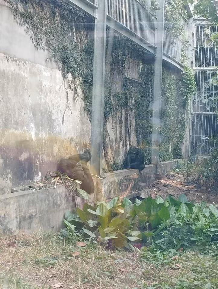 Thế nhưng mới đây loạt khoảnh khắc khi du khách ghé thăm đó chính là các loài hổ, sư tử, gấu… trong Thảo Cầm Viên đều ngủ say “vắt lưỡi” làm nhiều người không khỏi thích thú.