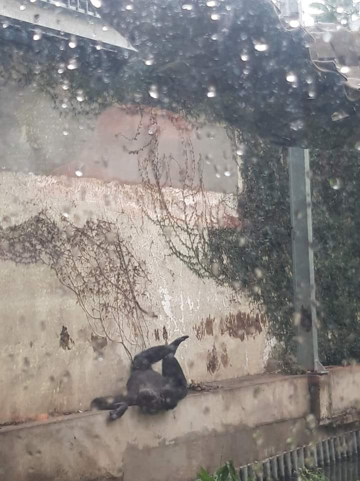 Từ loài khỉ, hổ, gấu,...chúng đều ngủ say sưa mặc cho du khách đến tham quan Thảo Cầm Viên.