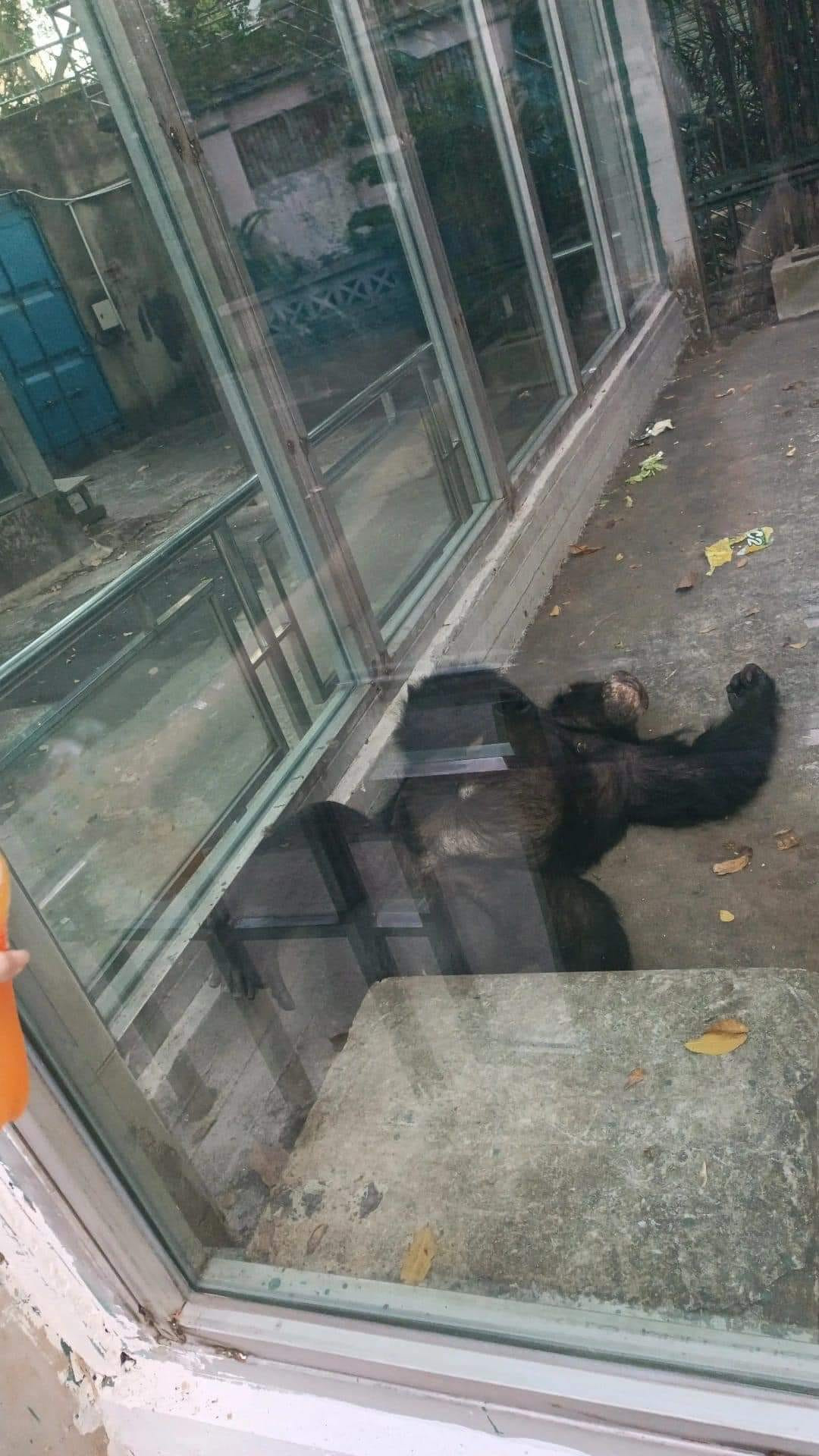 Nhìn những hình ảnh các loài động vật thoải mái ngủ ngon lành, ai cũng vừa vui, vừa bất lực, hy vọng chúng có thể tỉnh dậy để cho khách tham quan được quan sát kỹ hơn.