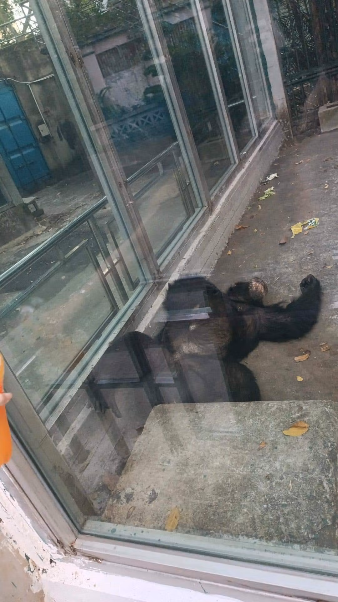 Nhìn những hình ảnh các loài động vật thoải mái ngủ ngon lành, ai cũng vừa vui, vừa bất lực, hy vọng chúng có thể tỉnh dậy để cho khách tham quan được quan sát kỹ hơn.